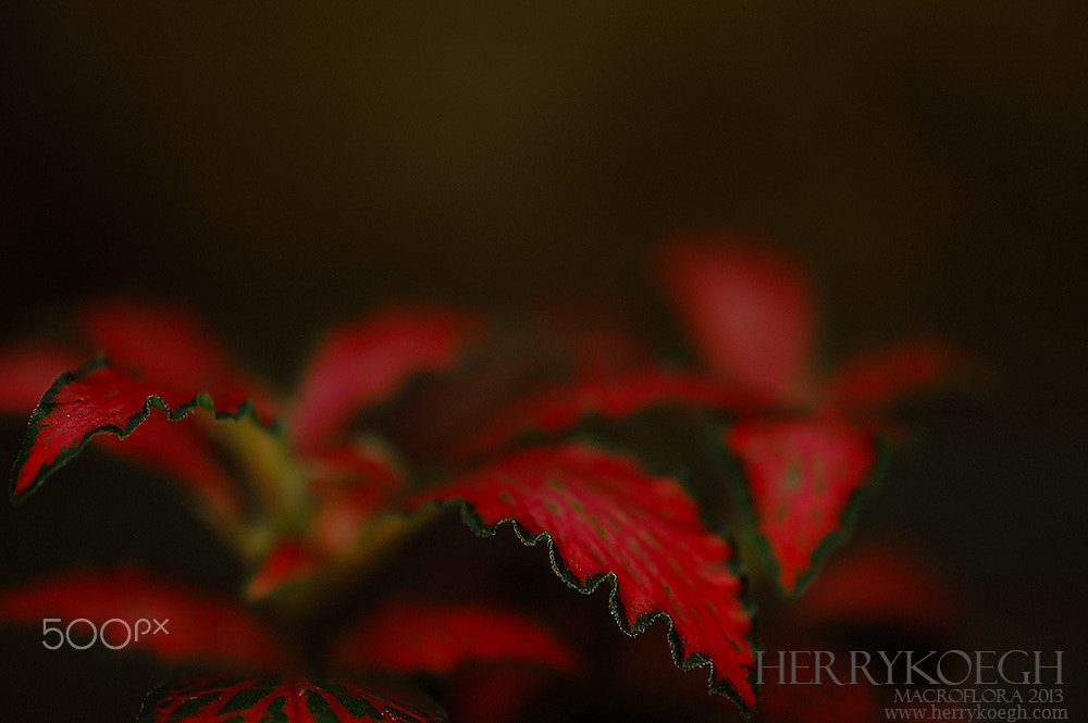 Nikon D70 sample photo. Europe style photography
