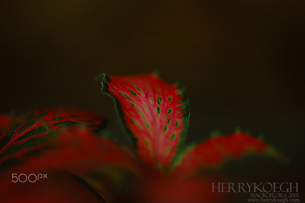 Nikon D70 sample photo. Europe style photography