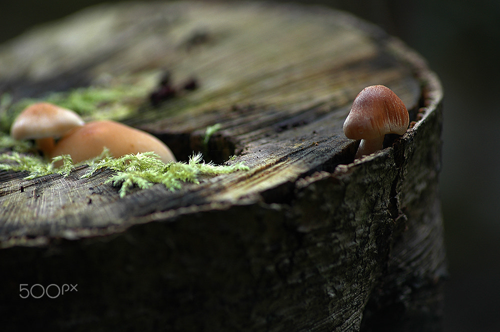 Nikon D70 sample photo. Europe style photography