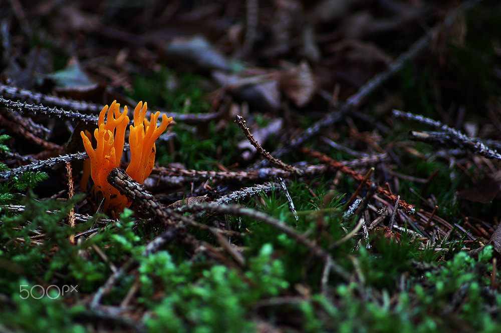 Nikon D70 sample photo. Orange world photography