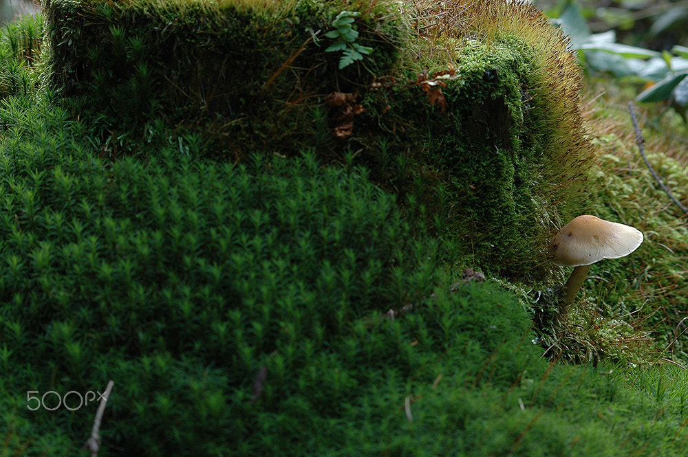 Nikon D70 sample photo. Europe style photography