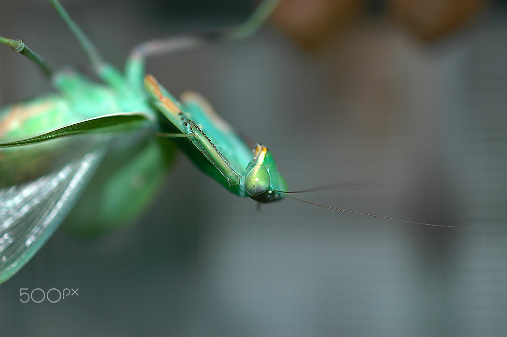 Nikon D70 sample photo. Europe style photography