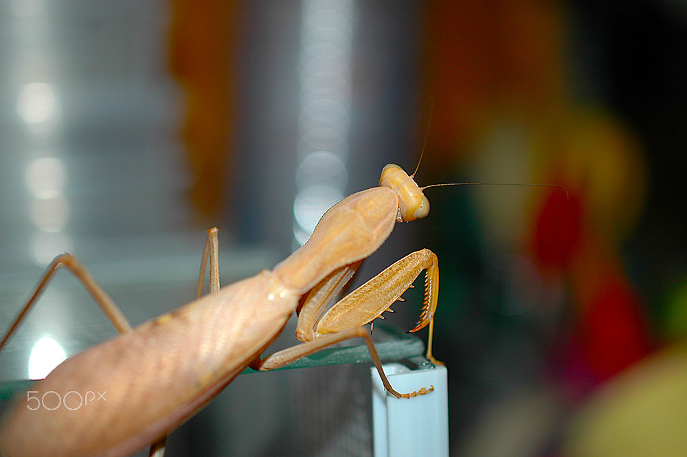 Nikon D70 sample photo. Europe style photography