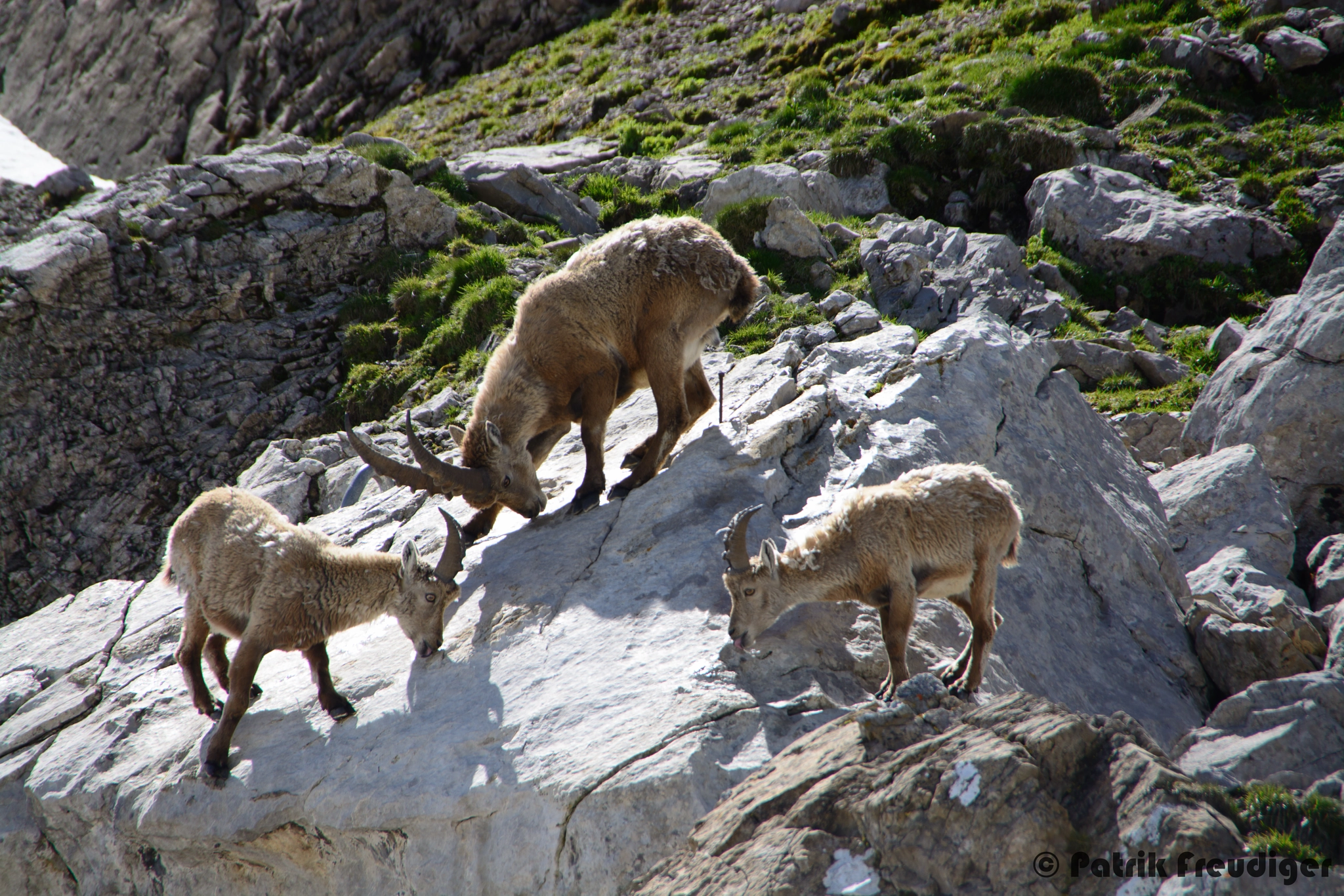 Nikon D7100 + Sigma 18-250mm F3.5-6.3 DC OS HSM sample photo. Steinböcke auf dem rotsteinpass photography