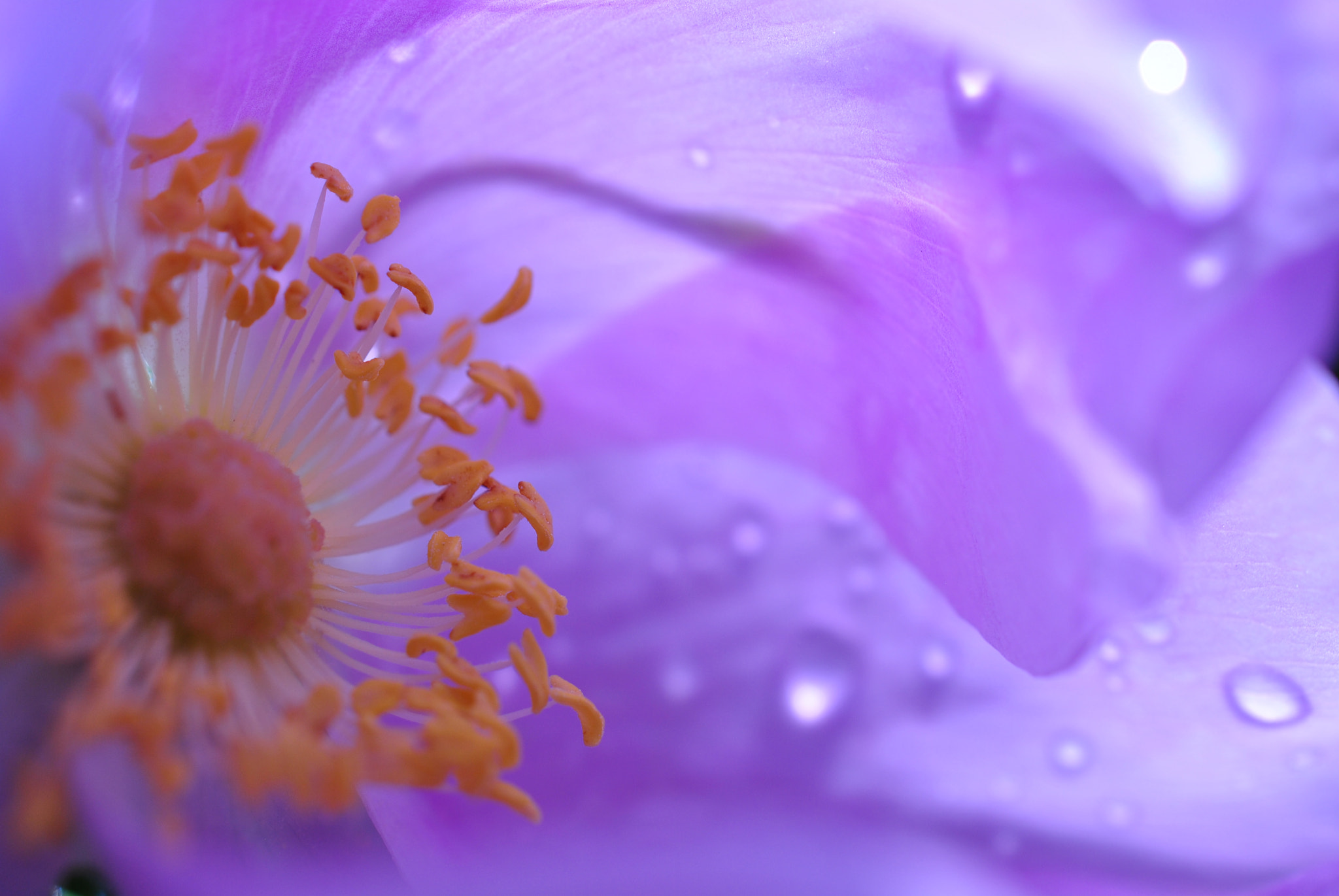 Nikon AF-S DX Micro Nikkor 40mm F2.8 sample photo. Wet dream photography