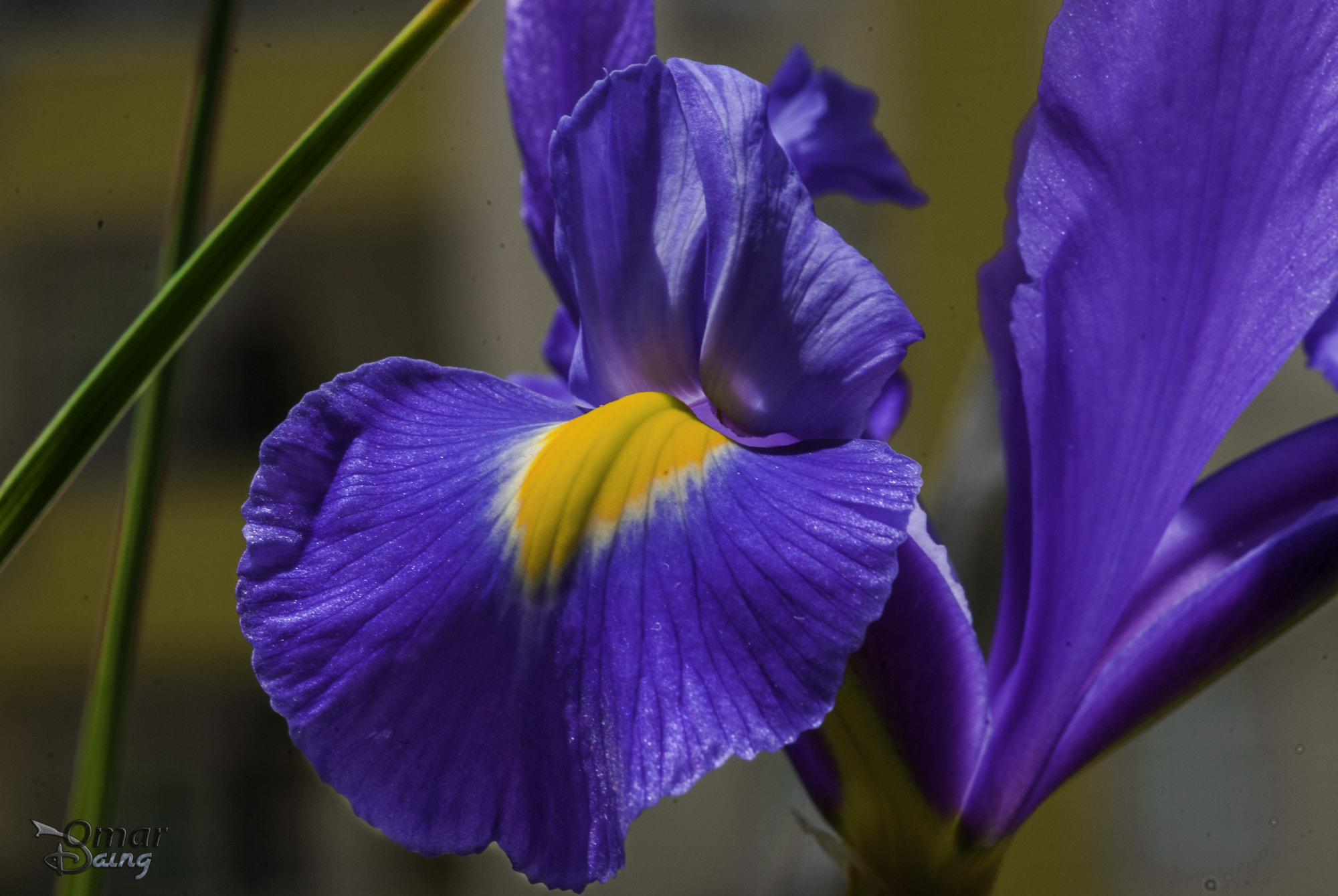 Pentax K10D sample photo. Flowers-Çiçekler-iris germanica-süsen-1 photography
