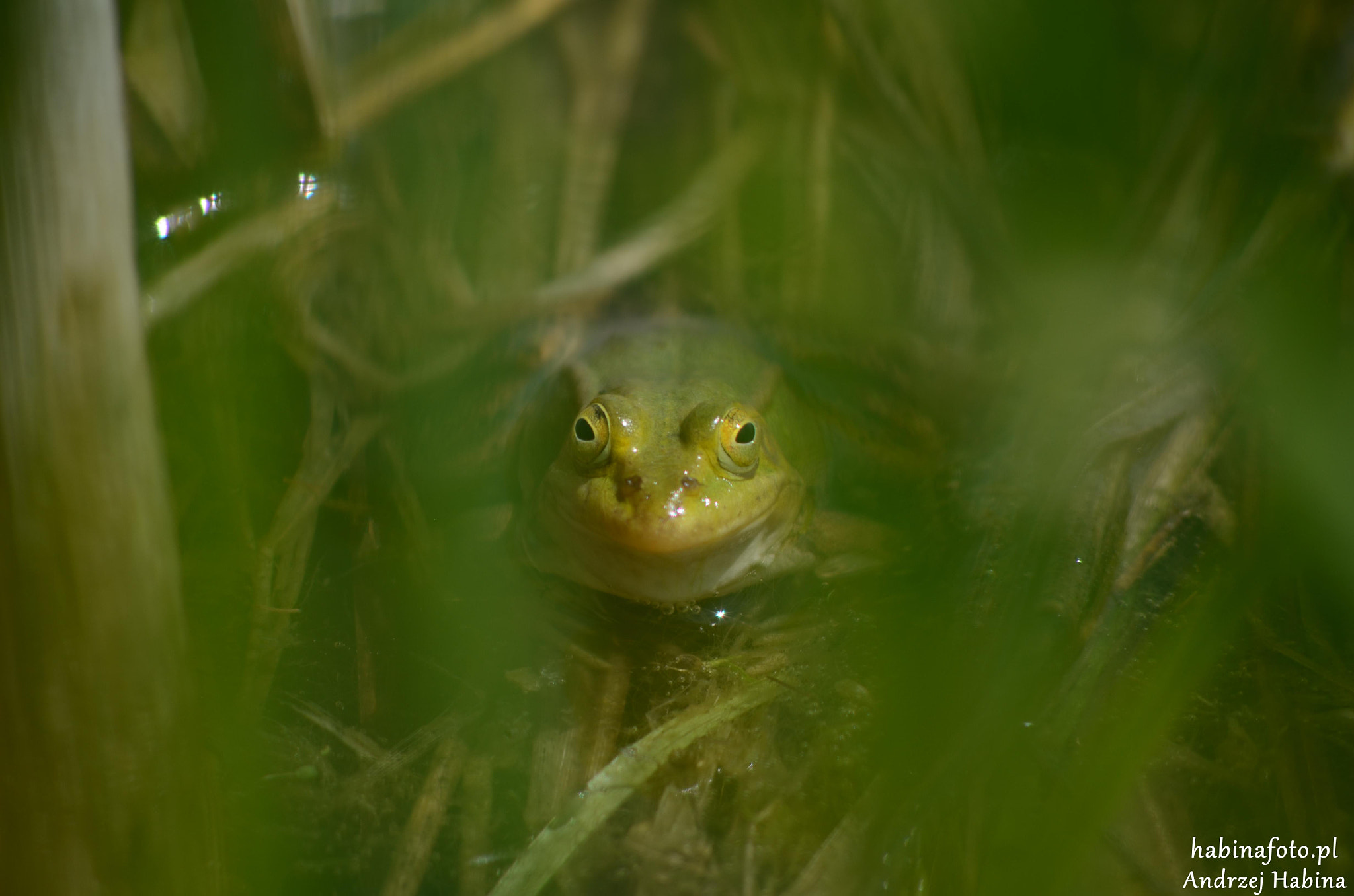 Nikon D7000 + AF Nikkor 70-210mm f/4-5.6 sample photo. I'm watching you photography