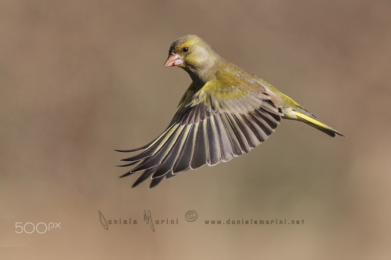 Canon EF 600mm f/4L IS sample photo. European greenfinch - verdone - (chloris chloris) photography