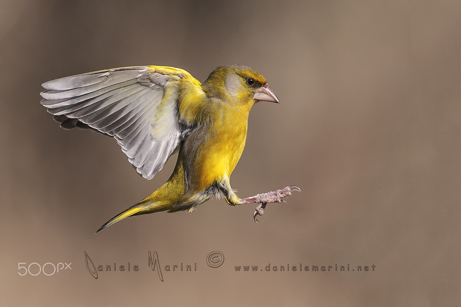 Canon EF 600mm f/4L IS sample photo. European greenfinch - verdone - (chloris chloris) photography