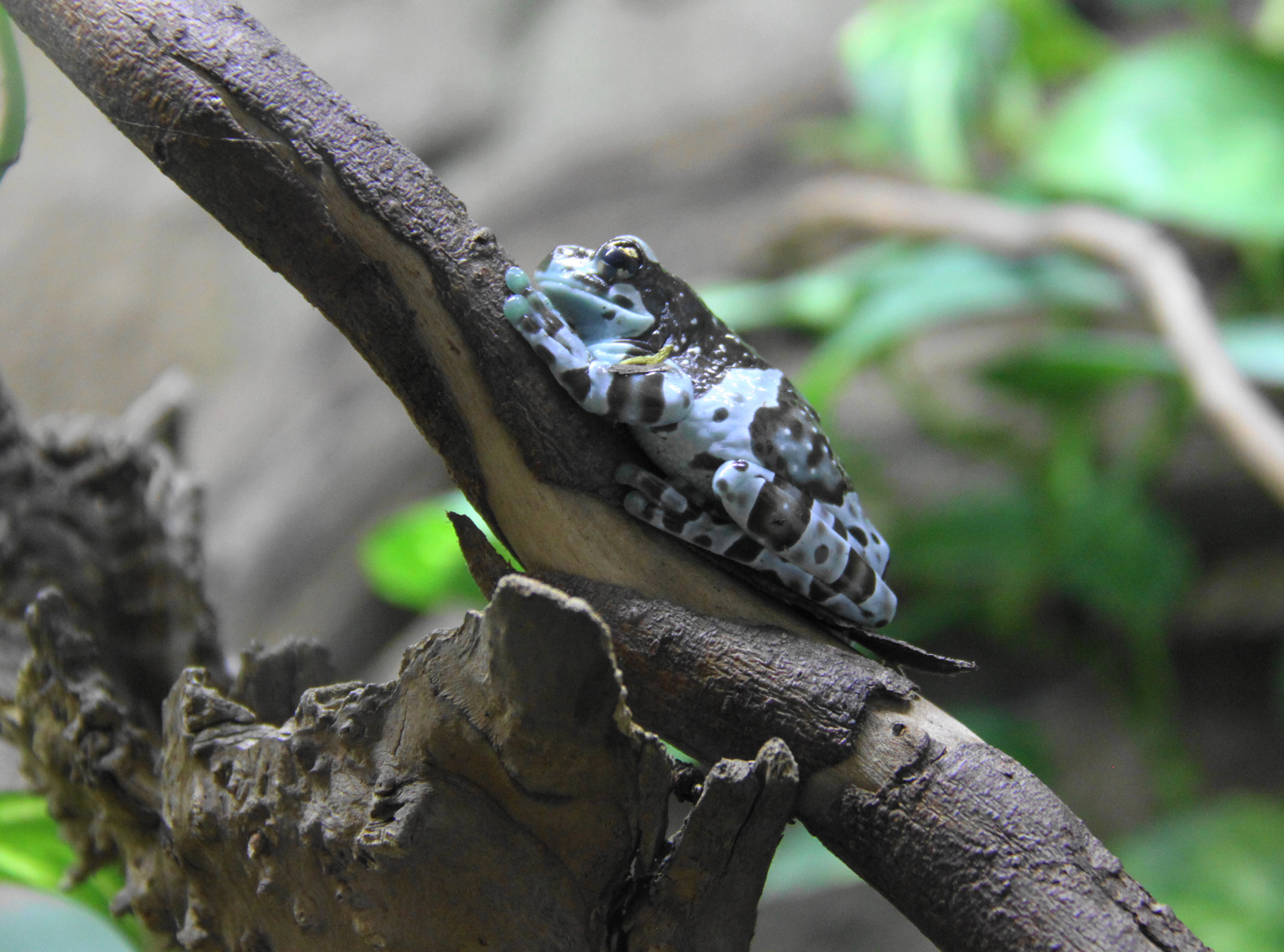 Canon EOS 500D (EOS Rebel T1i / EOS Kiss X3) sample photo. Toad meditation photography