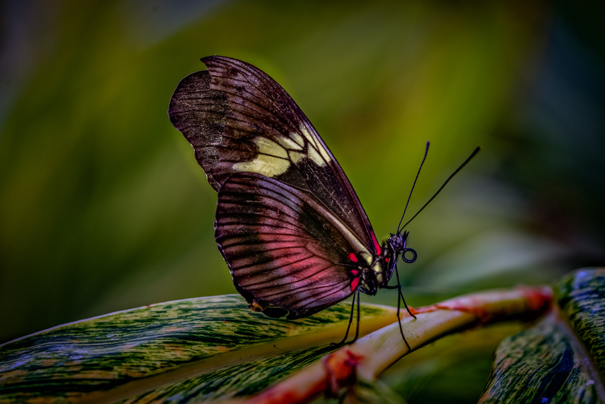 Nikon D600 sample photo. Butterfly photography