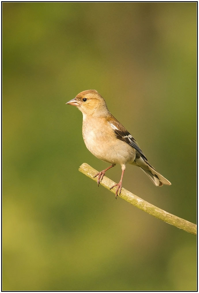 Sigma 30mm F1.4 EX DC HSM sample photo. On the top--chaffinch photography