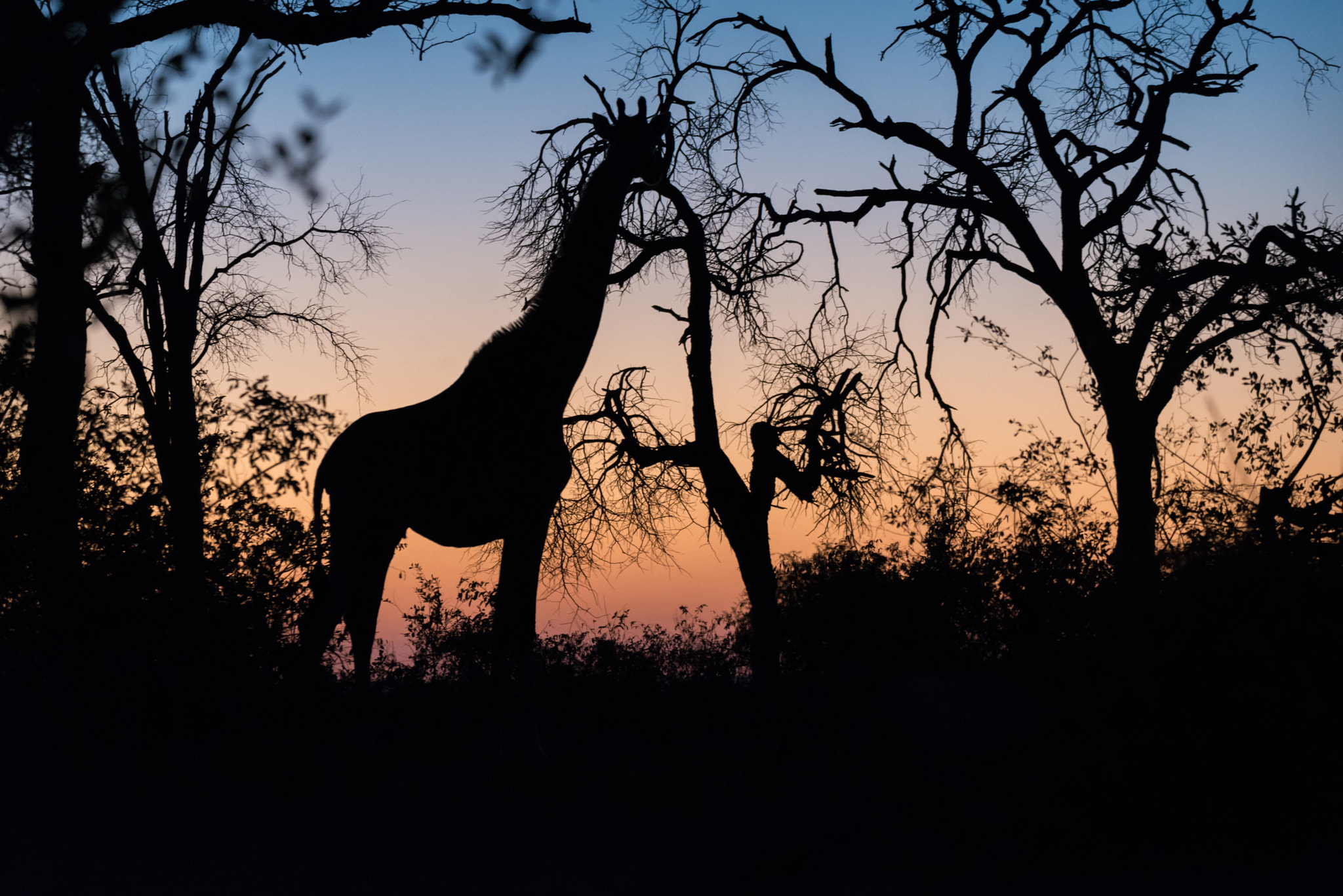 Sigma 50-500mm F4.5-6.3 DG OS HSM sample photo. Africa morning photography