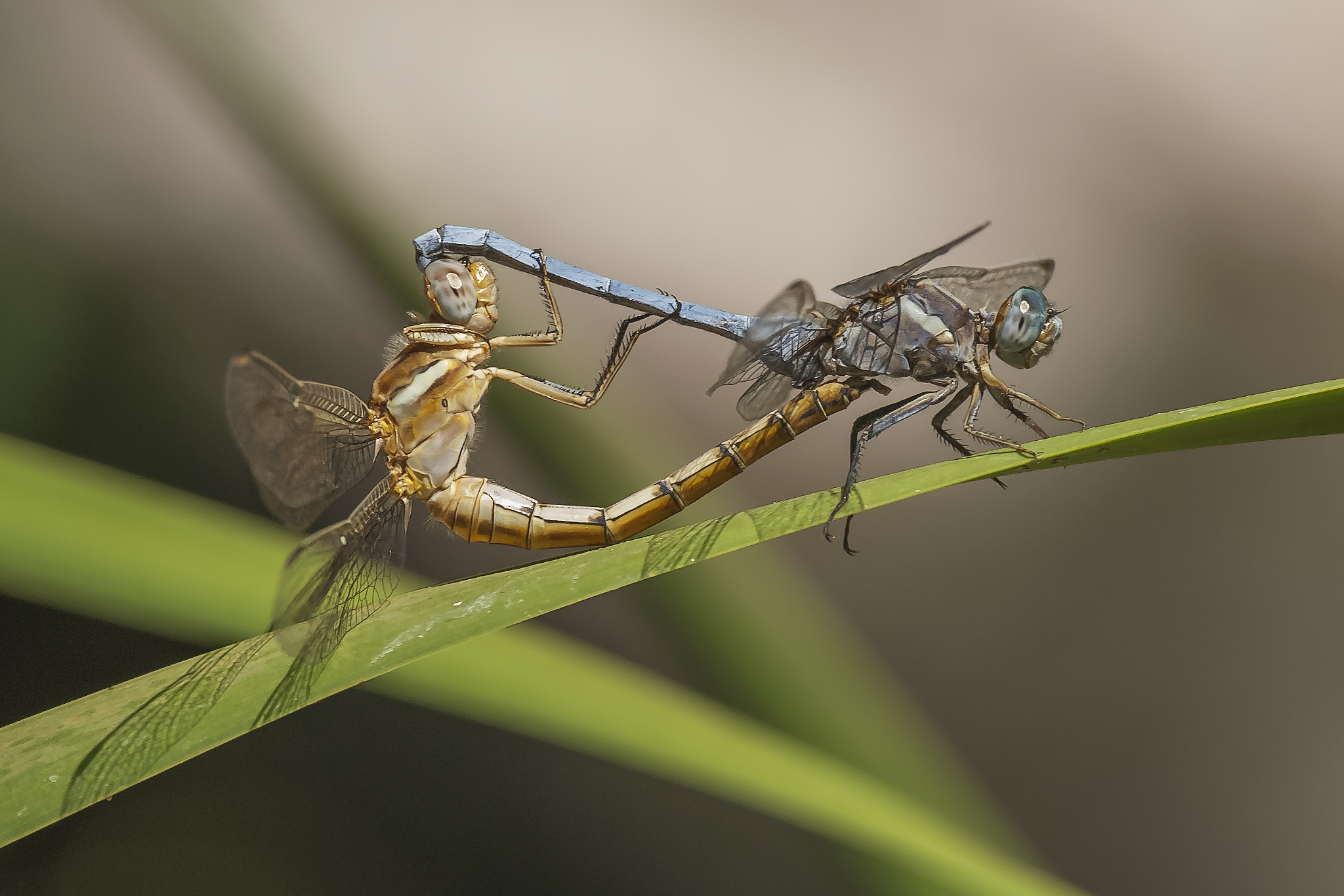 Nikon D2Xs + Nikon AF-S Nikkor 300mm F4D ED-IF sample photo. Mating orthetrum chrysostigma photography