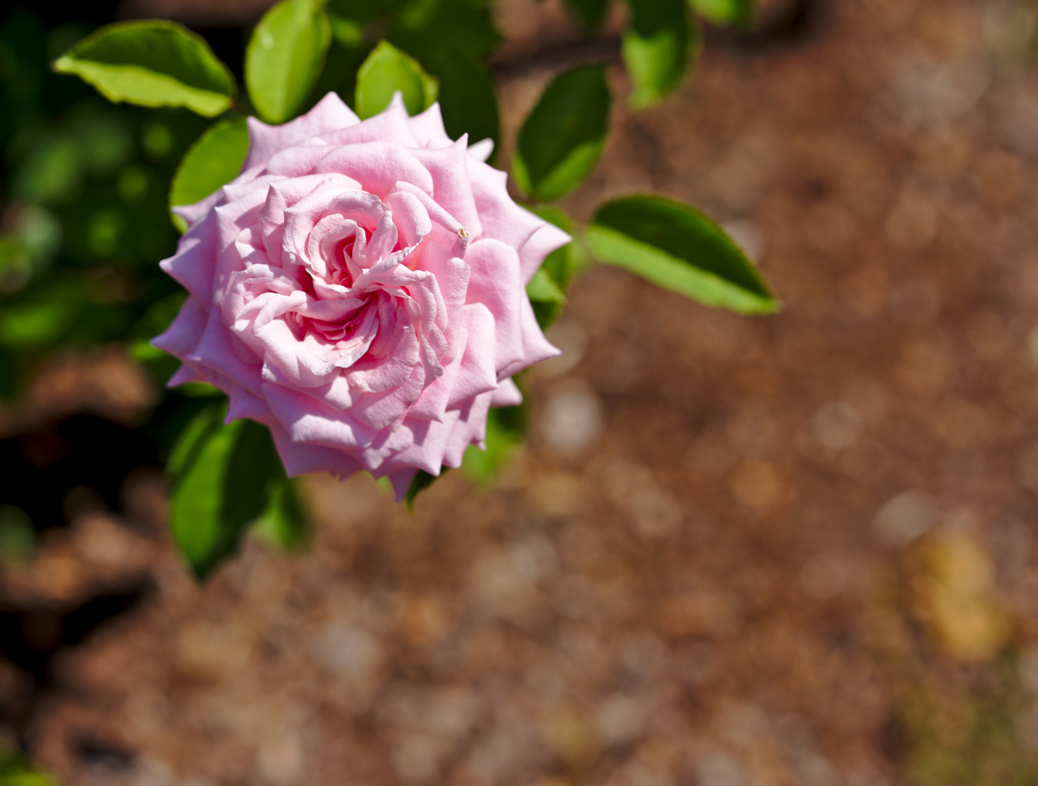 ZEISS Otus 85mm F1.4 sample photo. "belinda's dream" - a hybrid tea rose photography