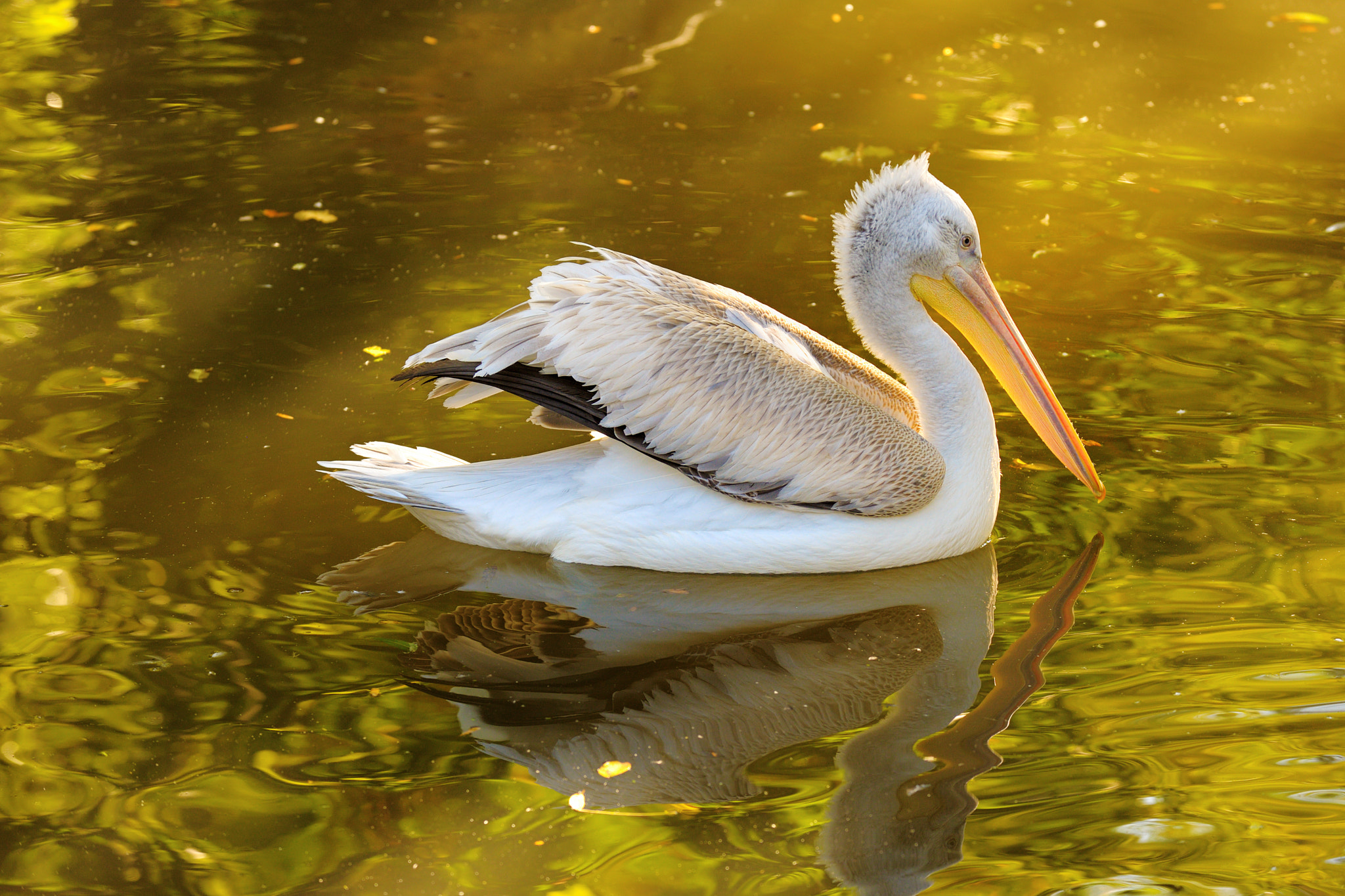 Nikon D3X sample photo. Sunset at the golden lake photography