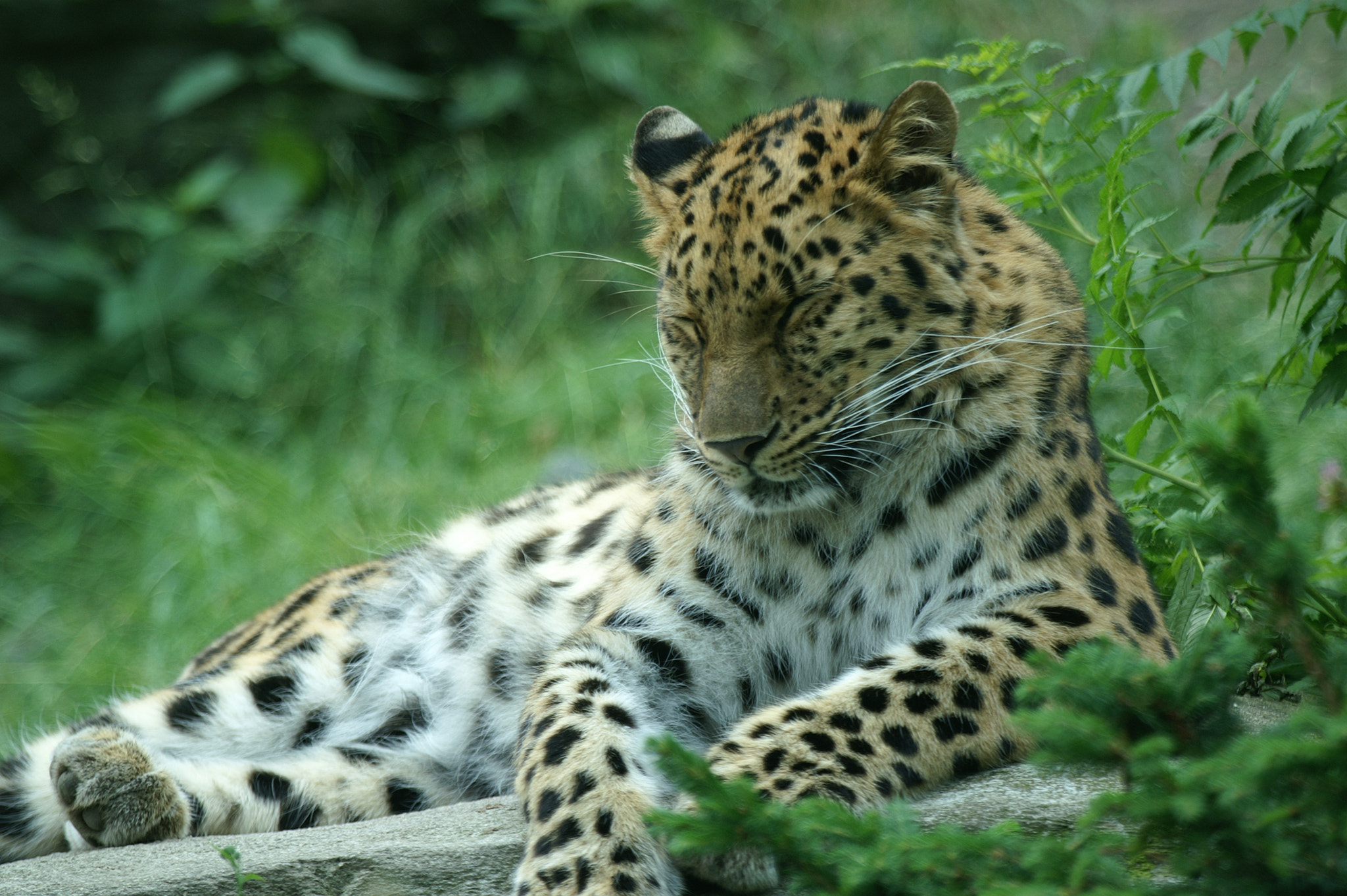 Sigma 70-210mm F4-5.6 APO sample photo. Zoo leipzig photography