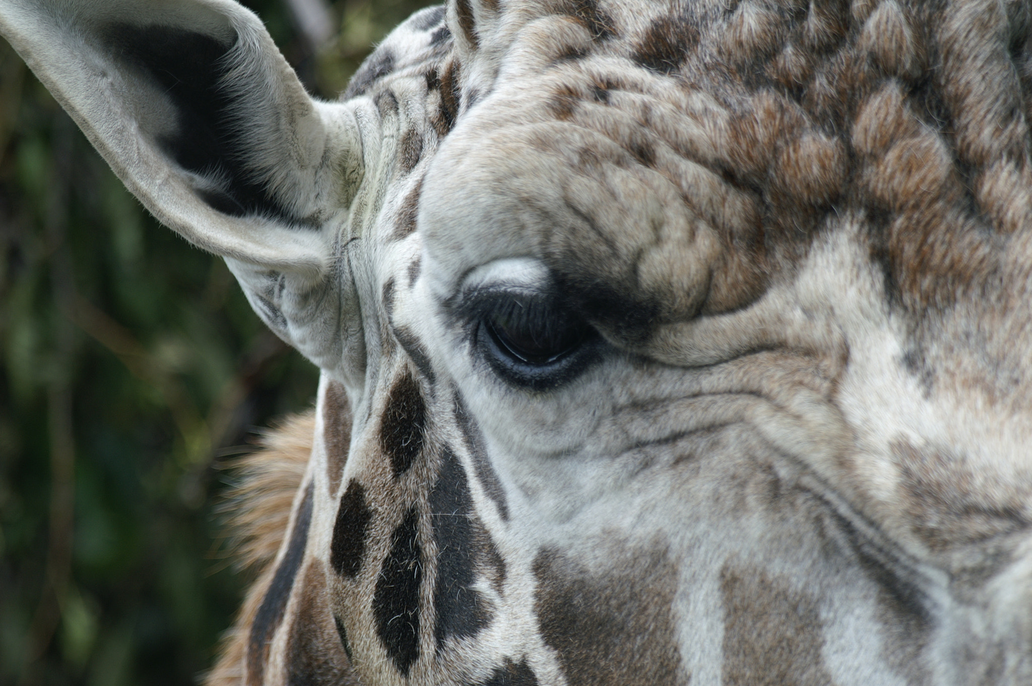 Sigma 70-210mm F4-5.6 APO sample photo. Zoo leipzig photography