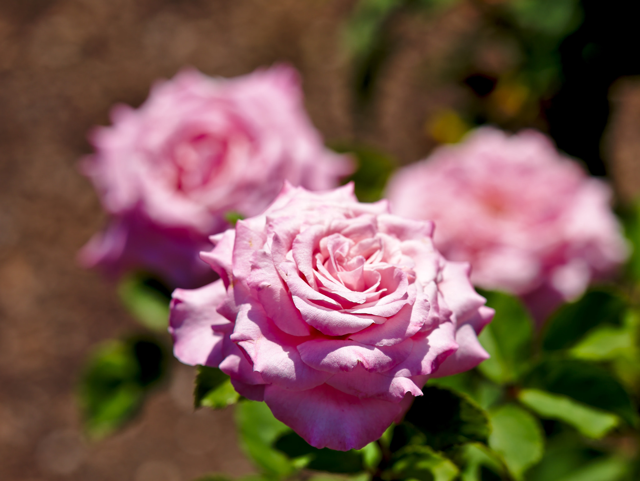 ZEISS Otus 85mm F1.4 sample photo. "dainty bess" - a hybrid tea rose photography