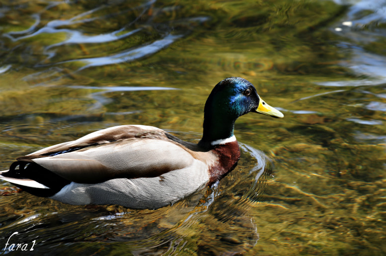 AF-S Zoom-Nikkor 80-200mm f/2.8D IF-ED sample photo. Pp photography