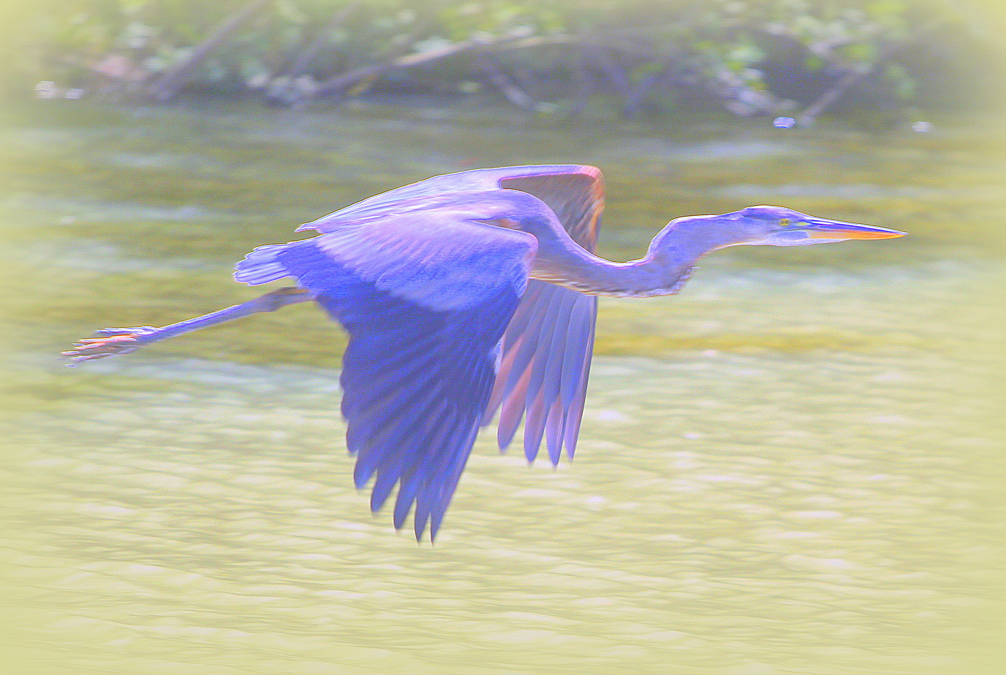 Canon EOS 550D (EOS Rebel T2i / EOS Kiss X4) + Canon EF 70-200mm F4L USM sample photo. Blue heron flight on lake oconee photography