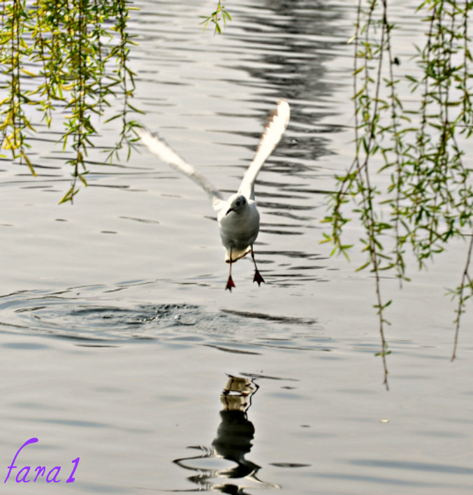 AF-S Zoom-Nikkor 80-200mm f/2.8D IF-ED sample photo. P photography