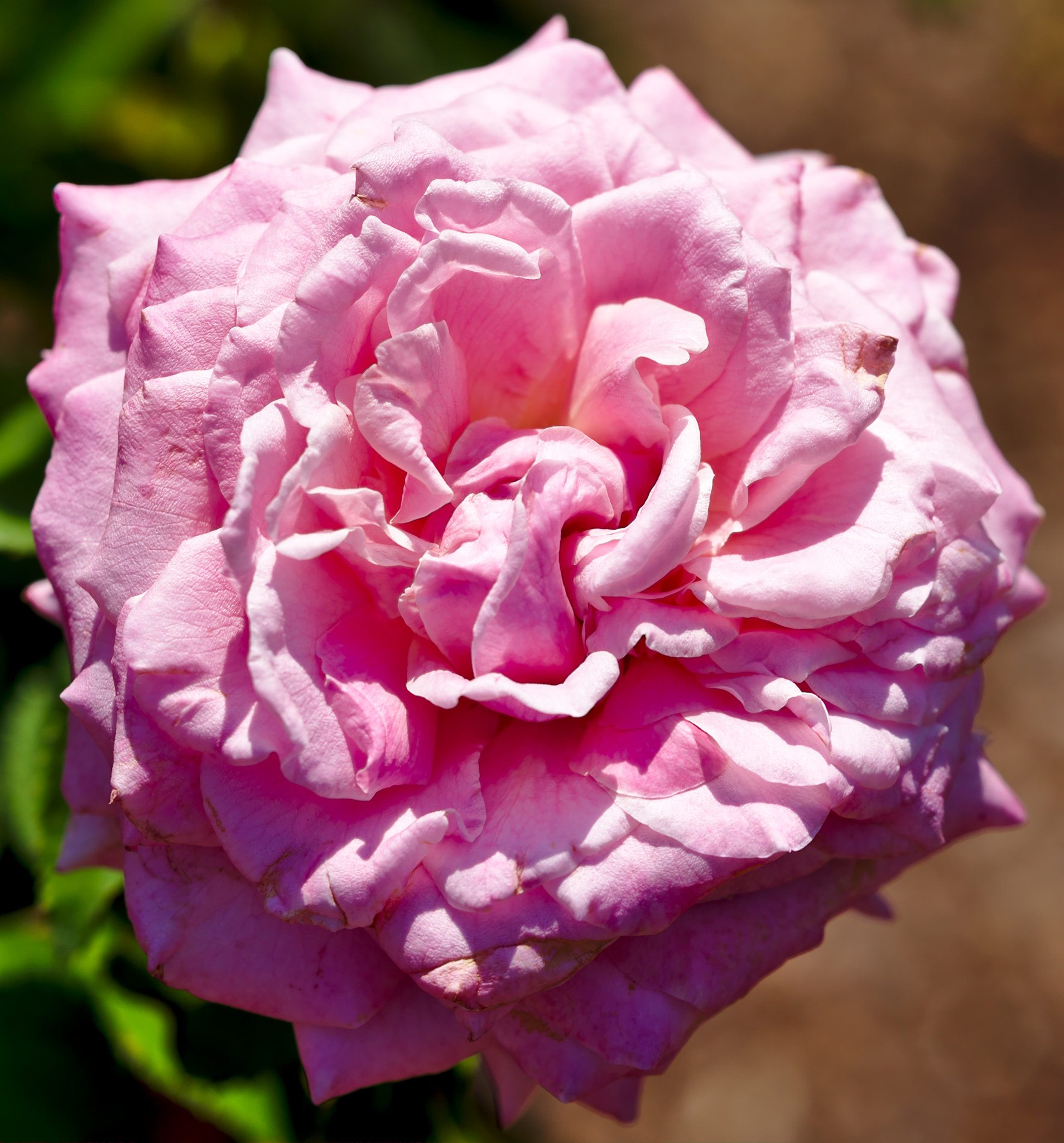 ZEISS Otus 85mm F1.4 sample photo. "dainty bess" ii - a hybrid tea rose photography