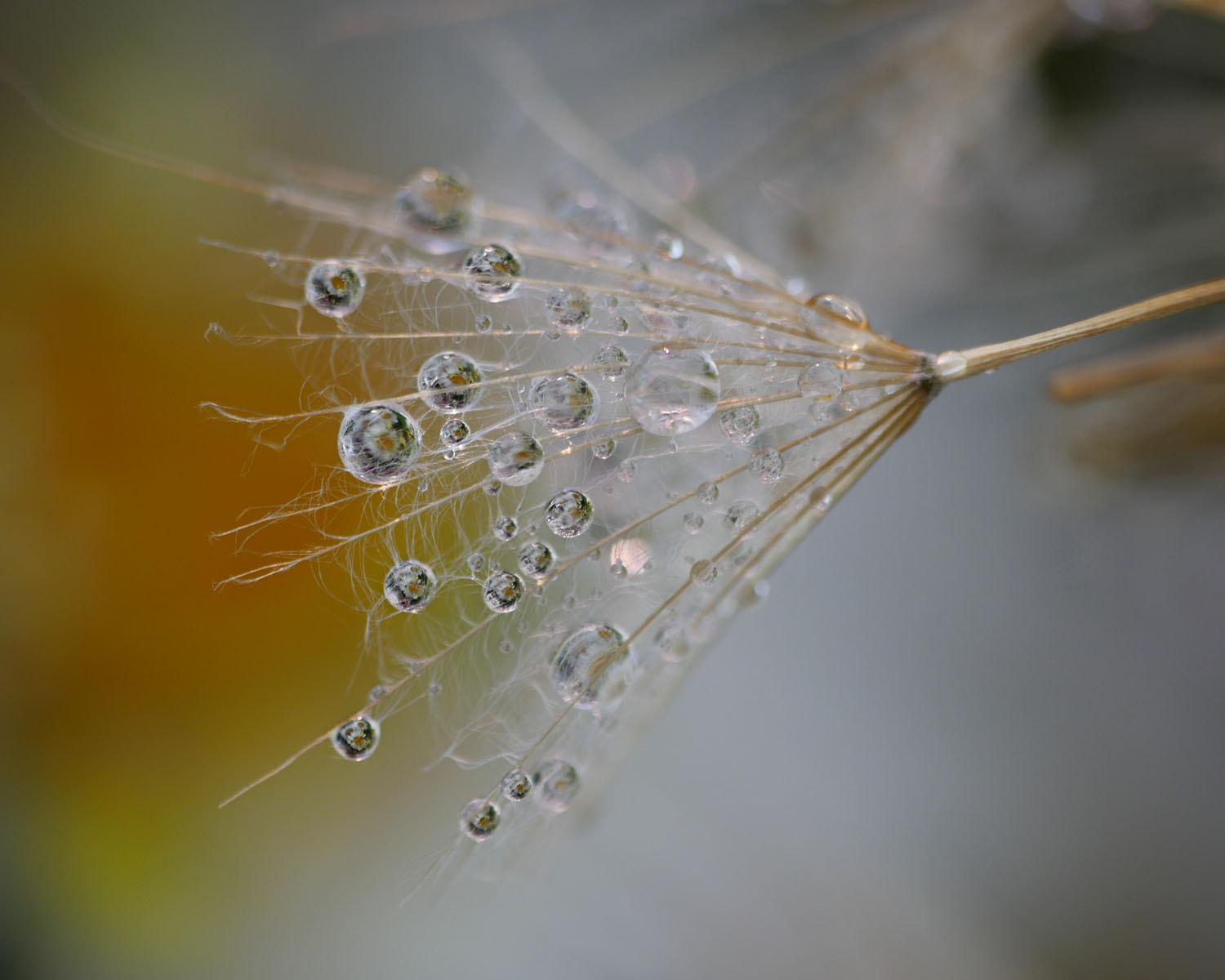 Panasonic Lumix G Vario 45-200mm F4-5.6 OIS sample photo