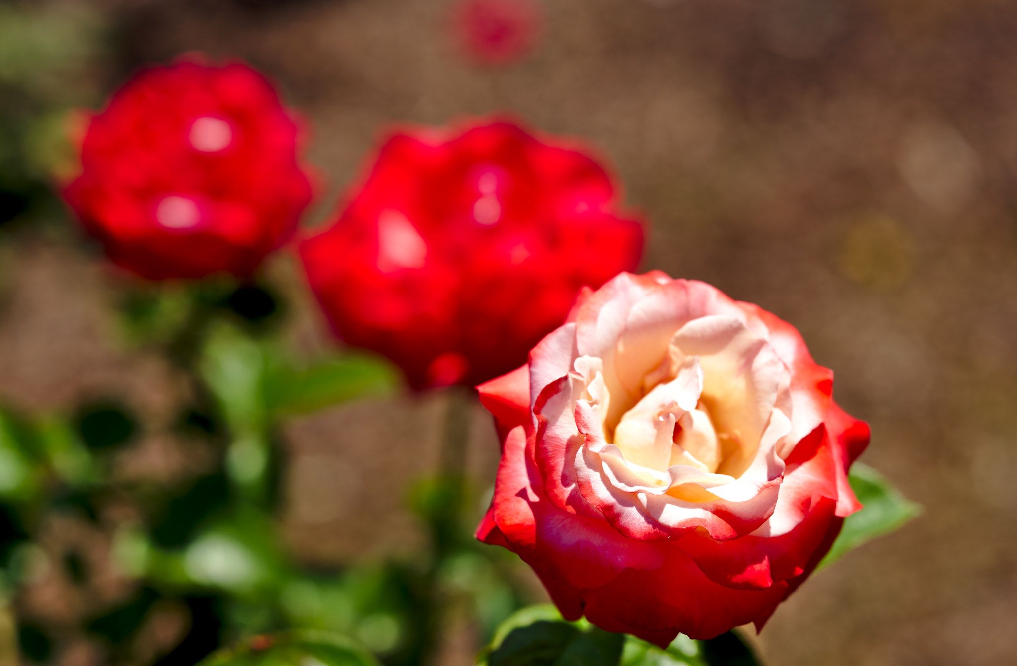Nikon D810 + ZEISS Otus 85mm F1.4 sample photo. "veteran's honor" - a hybrid tea rose photography