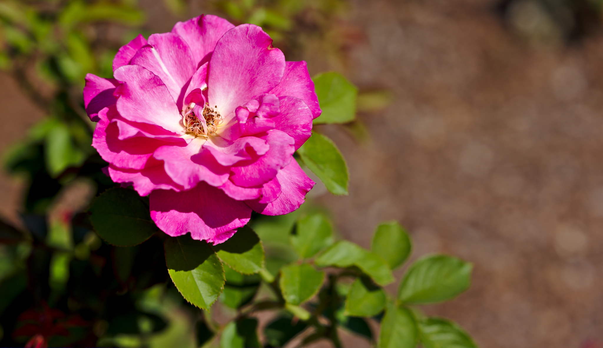 ZEISS Otus 85mm F1.4 sample photo. "neon" - a hybrid tea rose photography