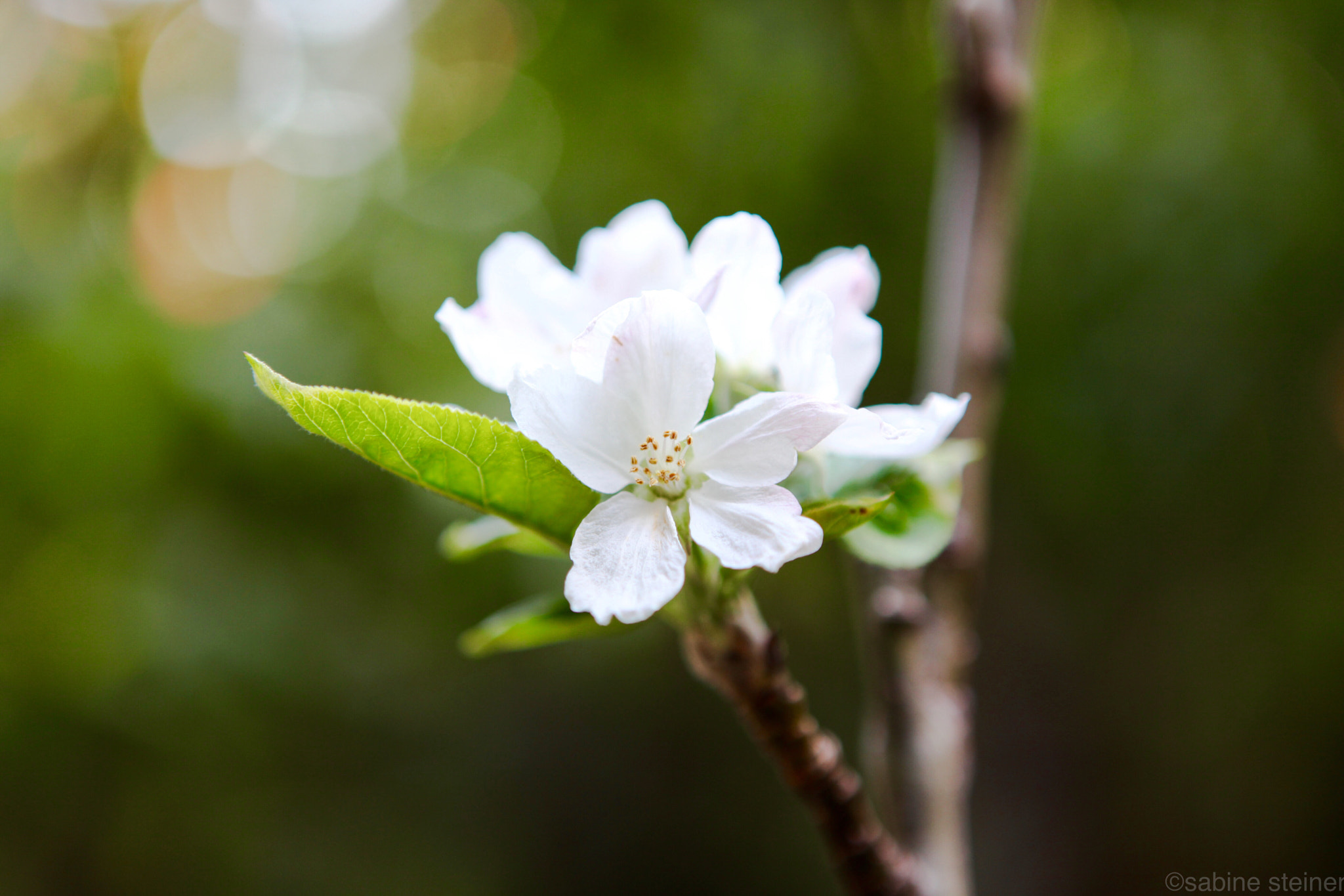 Canon EF 24-70mm F2.8L USM sample photo. Apple blossom photography