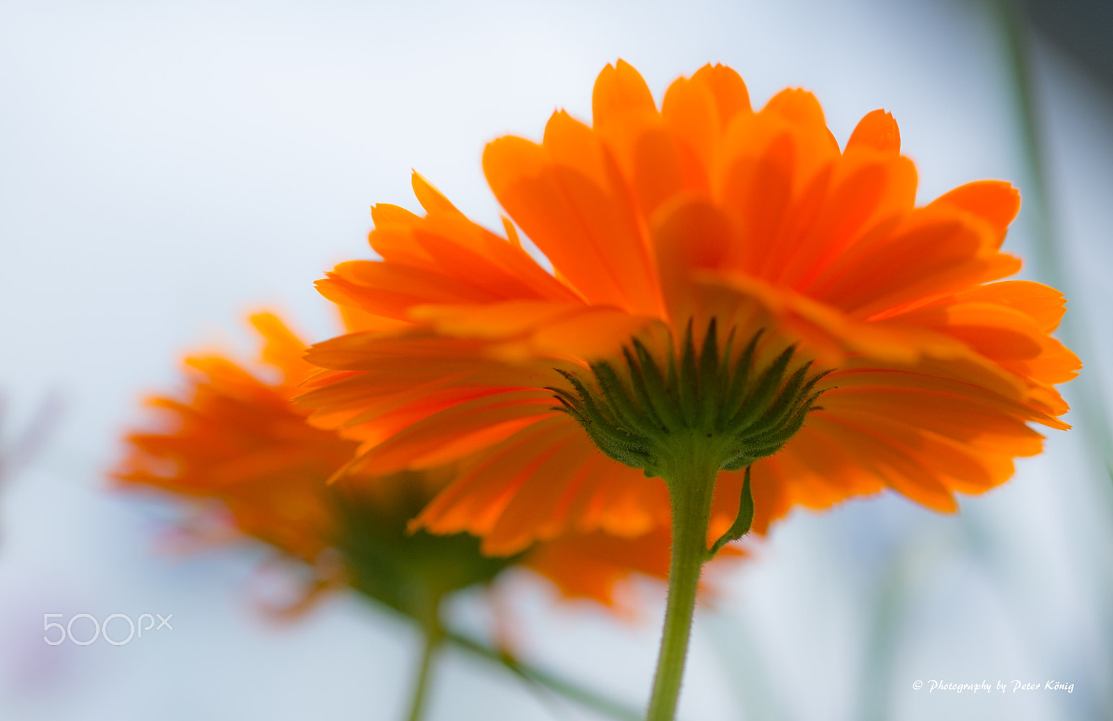 Fujifilm X-M1 + Fujifilm XF 60mm F2.4 R Macro sample photo. Red flower twin photography