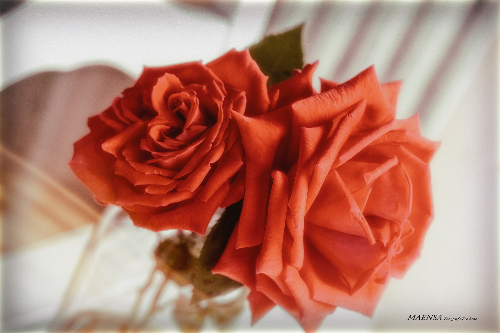 Canon EOS 60D + Canon EF 50mm F1.4 USM sample photo