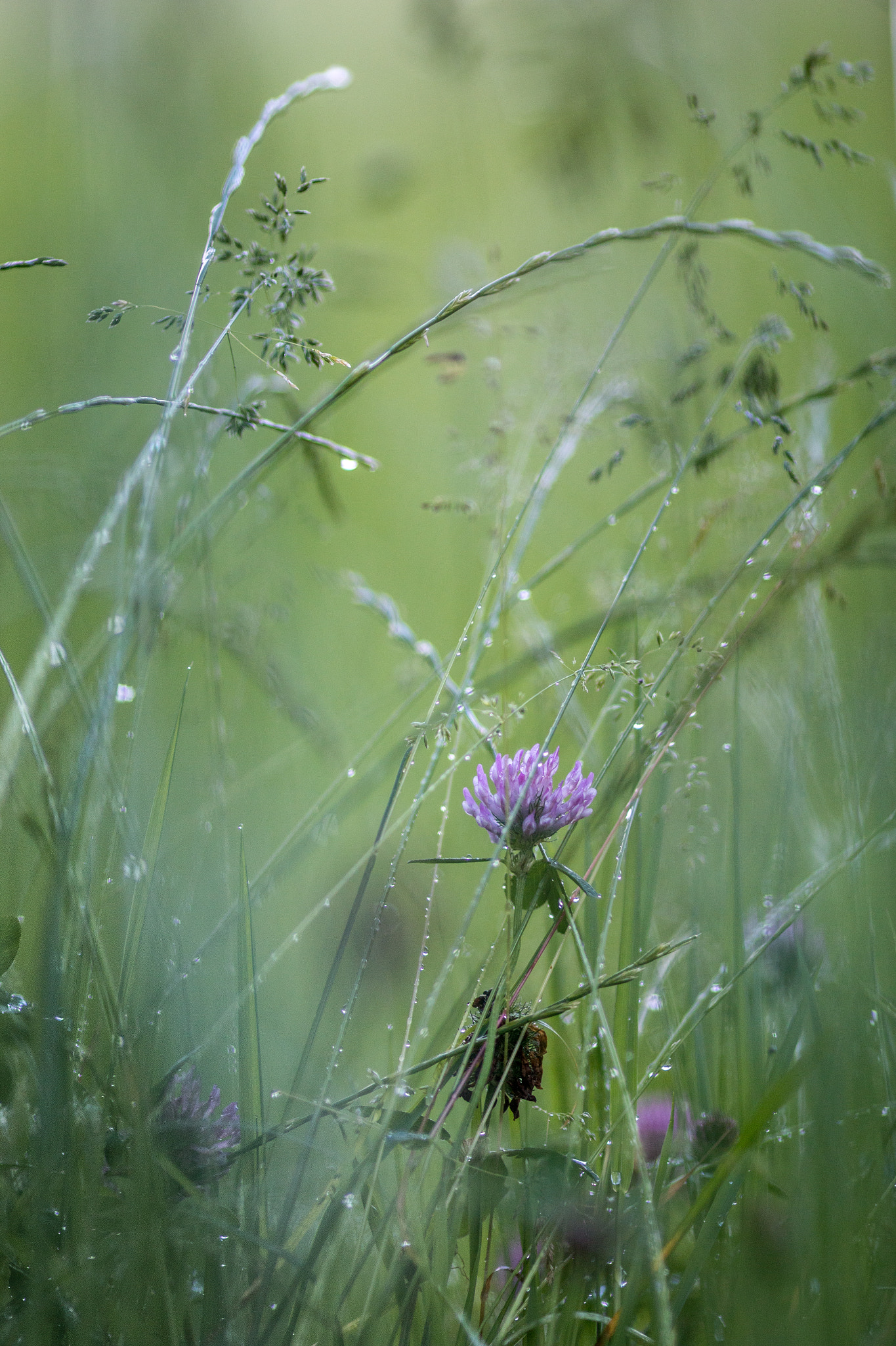 Canon EOS 70D + Canon EF 135mm F2L USM sample photo. Fairy garden photography