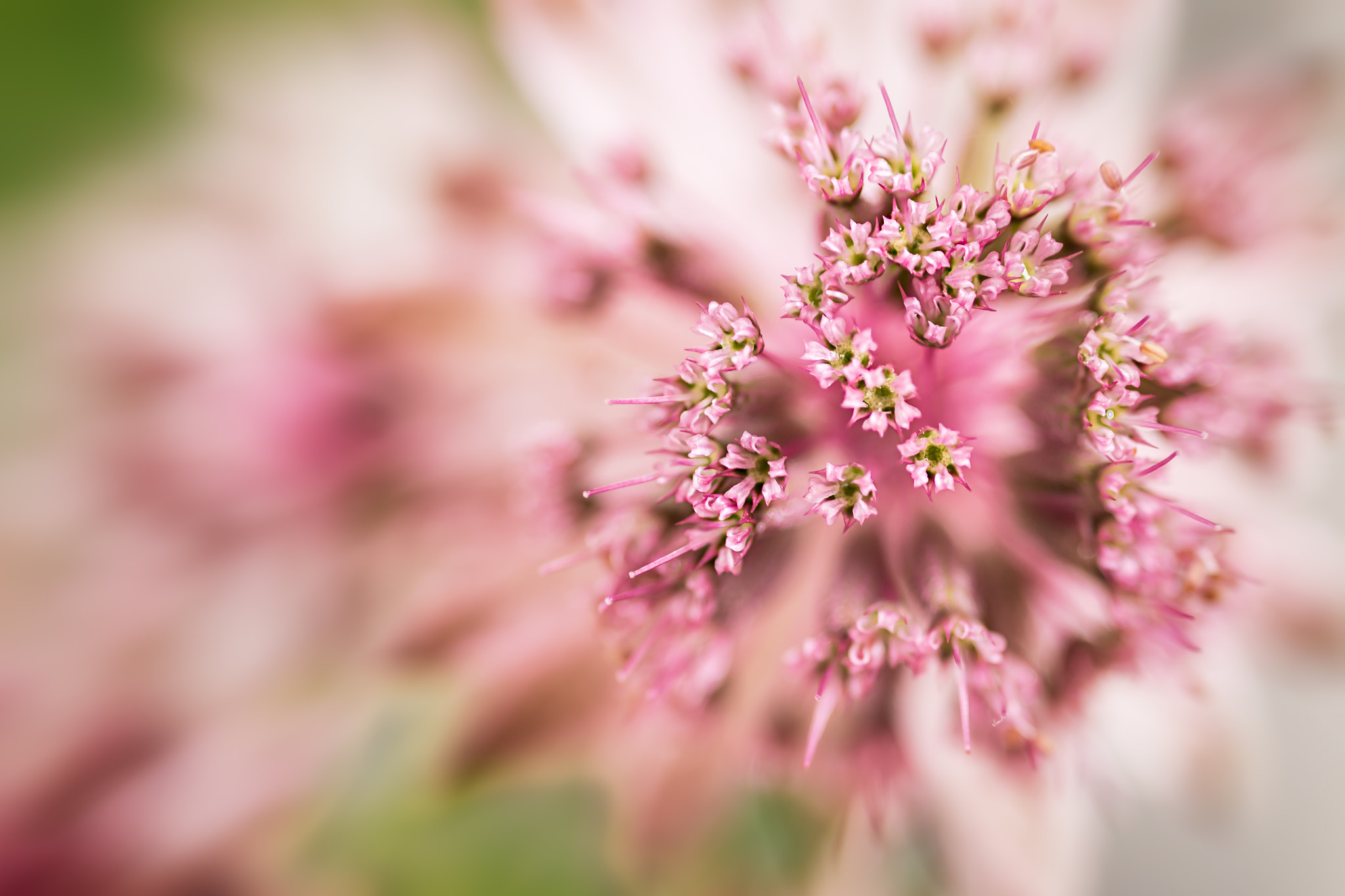 Canon EOS 6D + Sigma 105mm F2.8 EX DG Macro sample photo. Astrantia photography