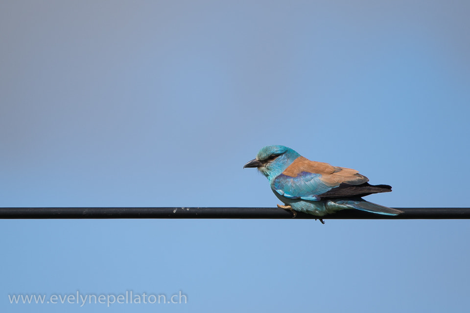 Canon EF 200-400mm F4L IS USM Extender 1.4x sample photo. Bleu sur bleu photography