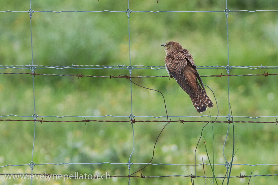 Canon EF 200-400mm F4L IS USM Extender 1.4x sample photo. Forme rousse photography