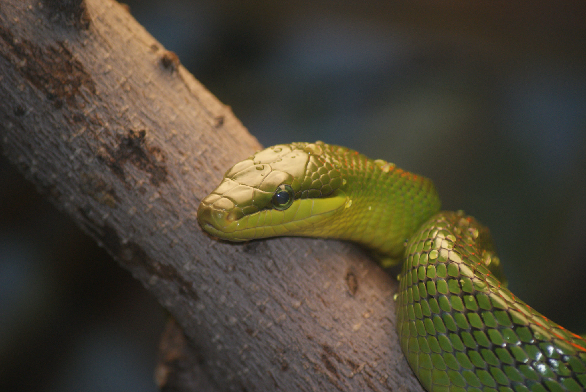 Sony Alpha DSLR-A300 + Sony DT 55-200mm F4-5.6 SAM sample photo. Eastern smooth green snake photography