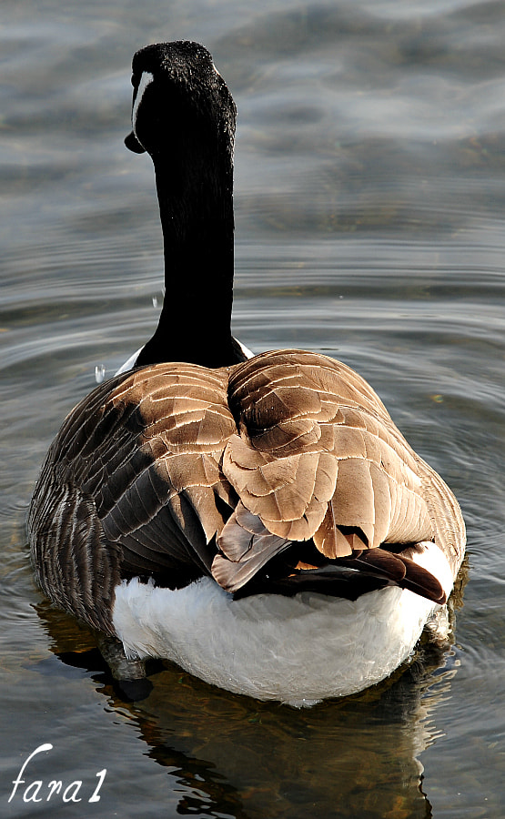 AF-S Zoom-Nikkor 80-200mm f/2.8D IF-ED sample photo. P photography