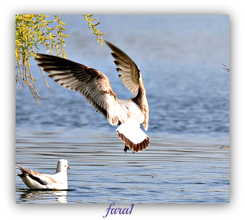 AF-S Zoom-Nikkor 80-200mm f/2.8D IF-ED sample photo. Ppp photography