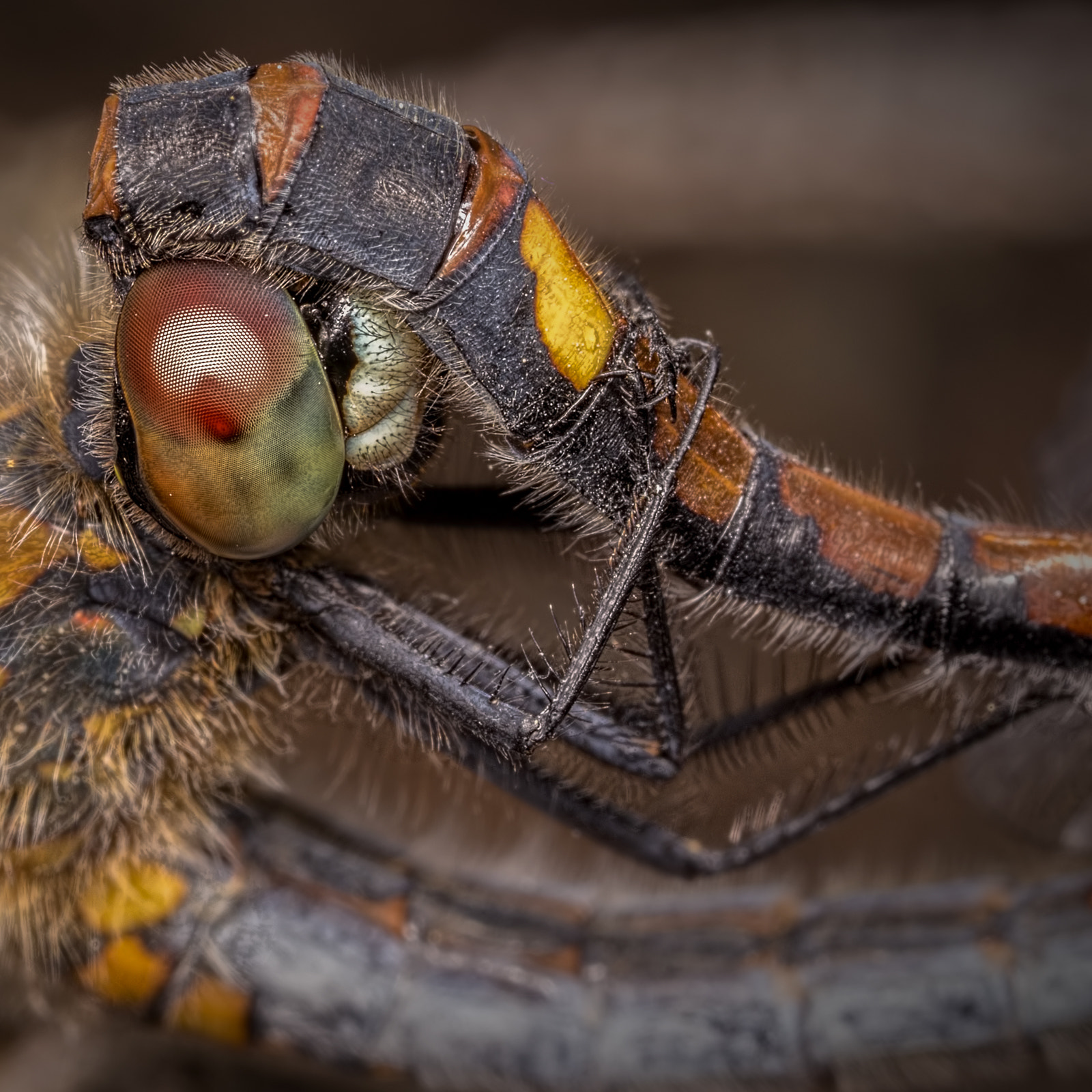 Canon MP-E 65mm F2.5 1-5x Macro Photo sample photo. Yellow-spotted whiteface (leucorrhinia pectoralis) photography