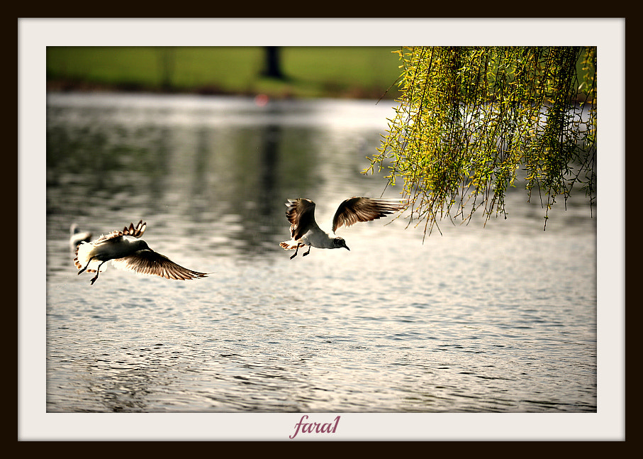 AF-S Zoom-Nikkor 80-200mm f/2.8D IF-ED sample photo. Ppp photography