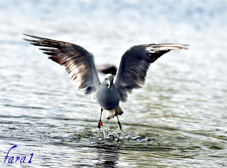 AF-S Zoom-Nikkor 80-200mm f/2.8D IF-ED sample photo. P photography