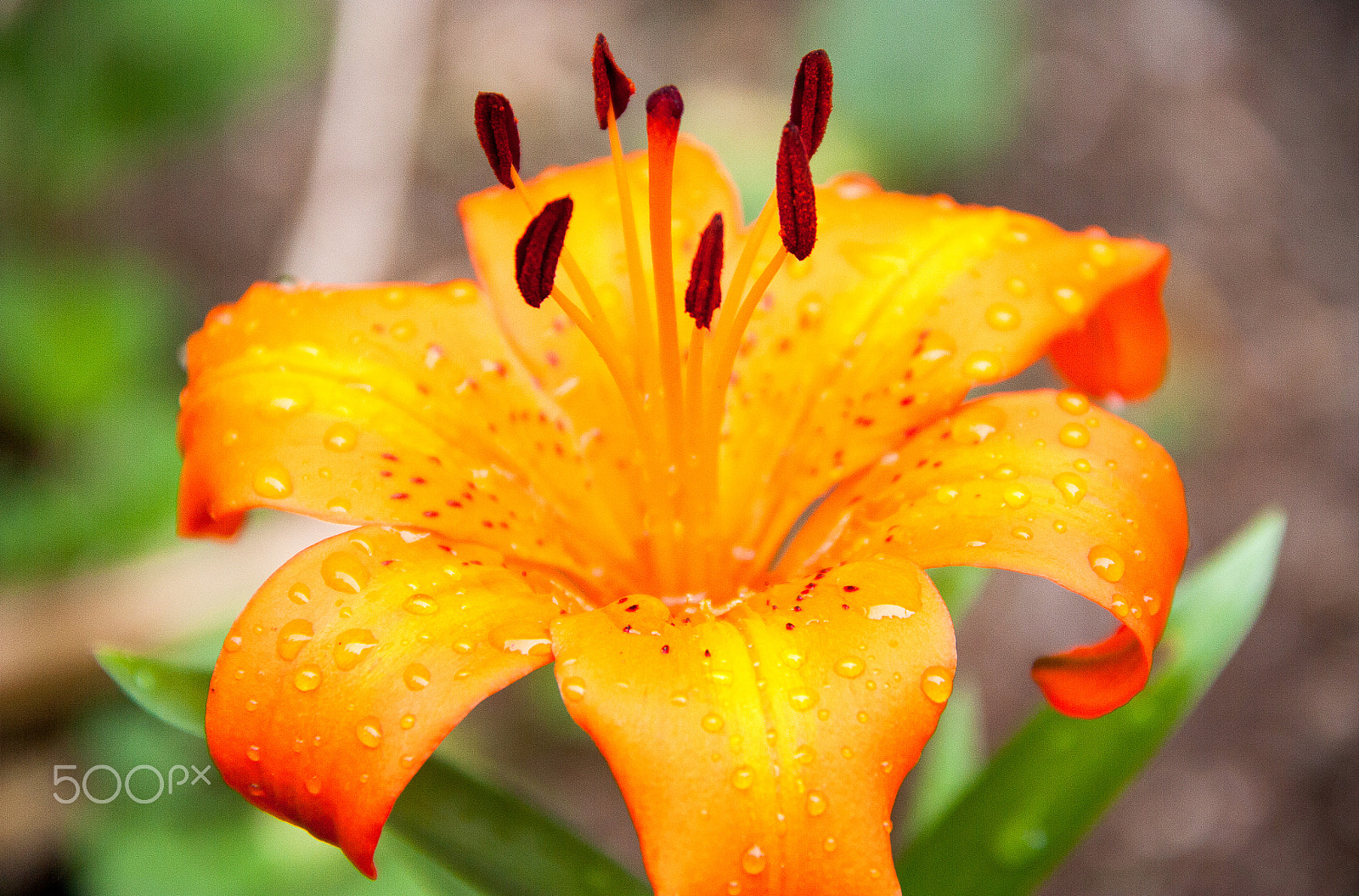 Canon EOS 450D (EOS Rebel XSi / EOS Kiss X2) + Canon EF-S 18-135mm F3.5-5.6 IS sample photo. Lily after the rain photography