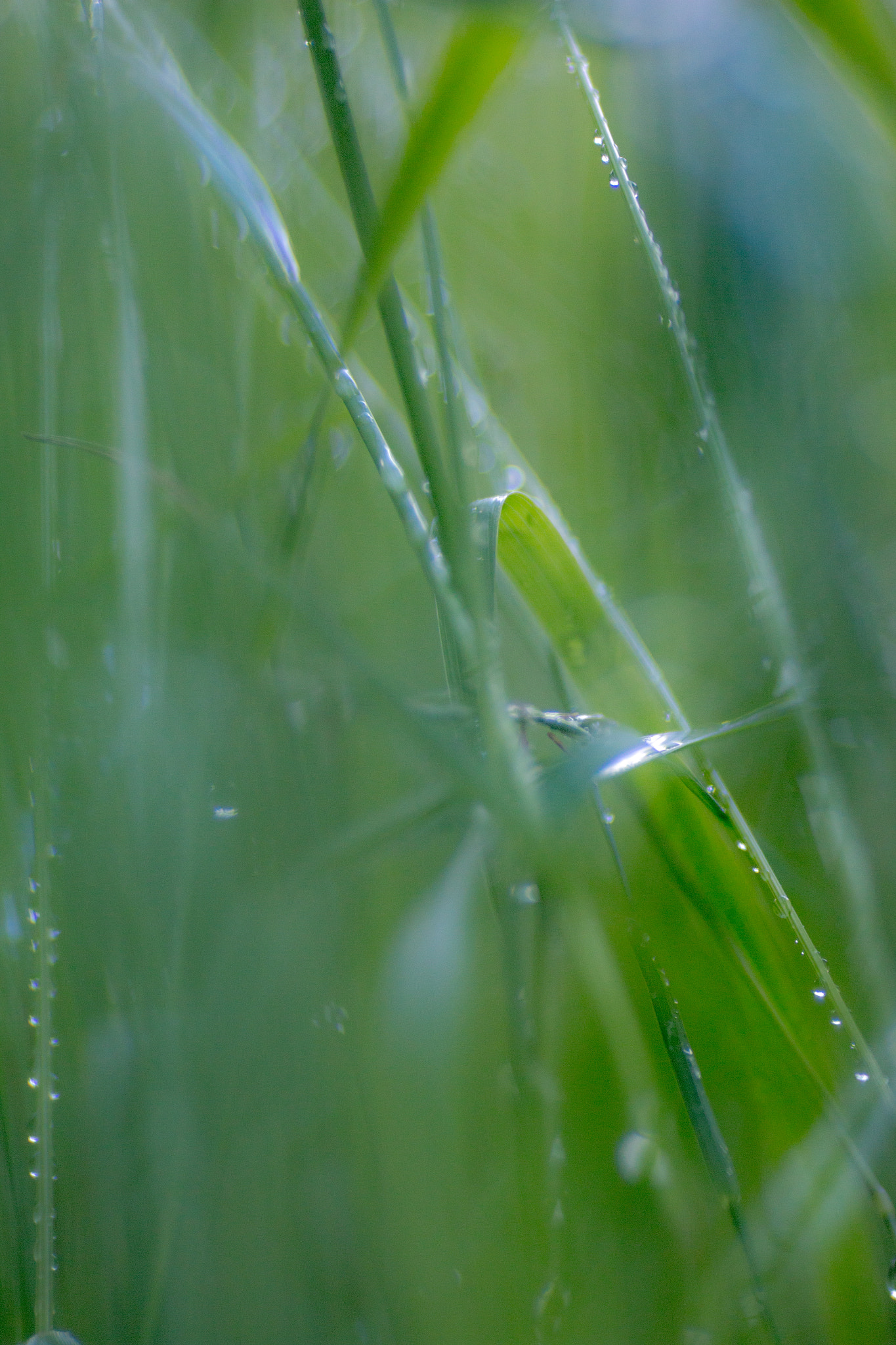 Canon EOS 70D sample photo. Botanical kingdom i photography