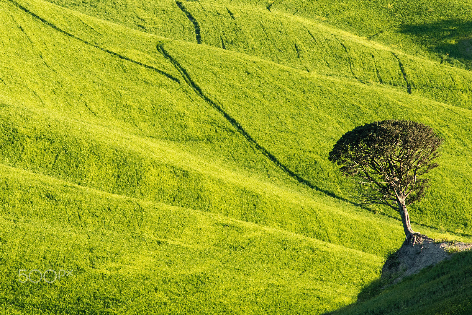 Nikon D7100 + AF Nikkor 70-210mm f/4-5.6D sample photo. Lonely tree in tuscany photography