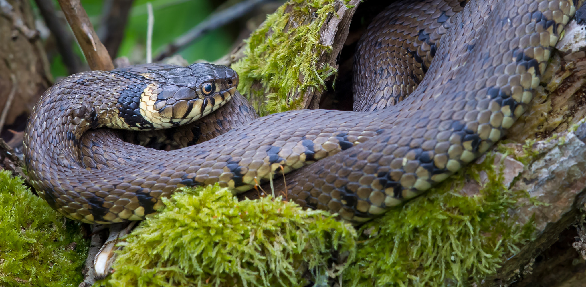 Canon EF 500mm F4L IS II USM sample photo. Grass snake photography