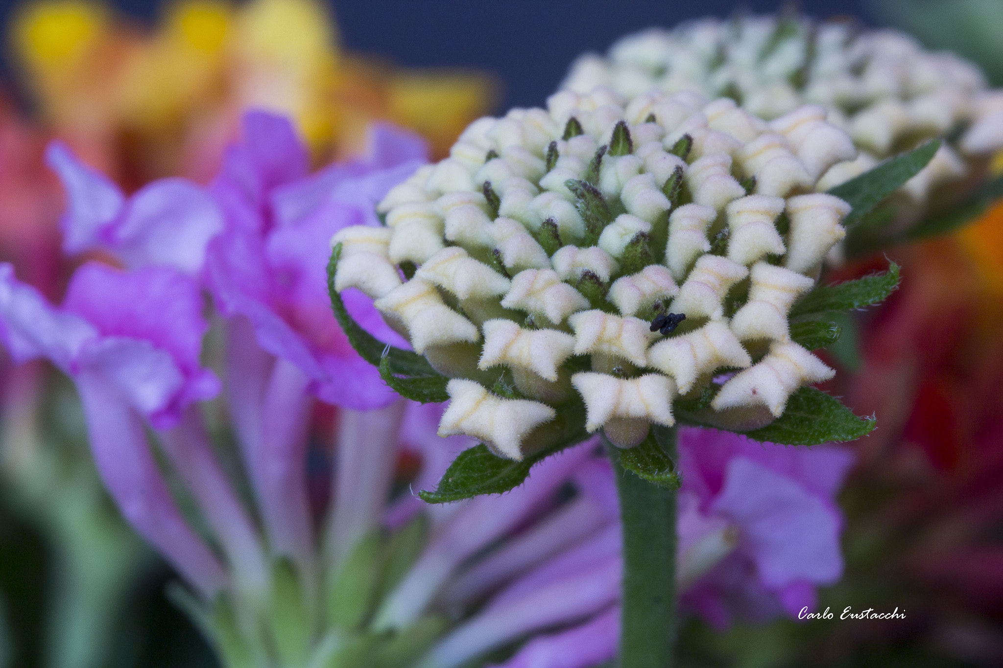 Tamron SP AF 60mm F2 Di II LD IF Macro sample photo. Fiori photography