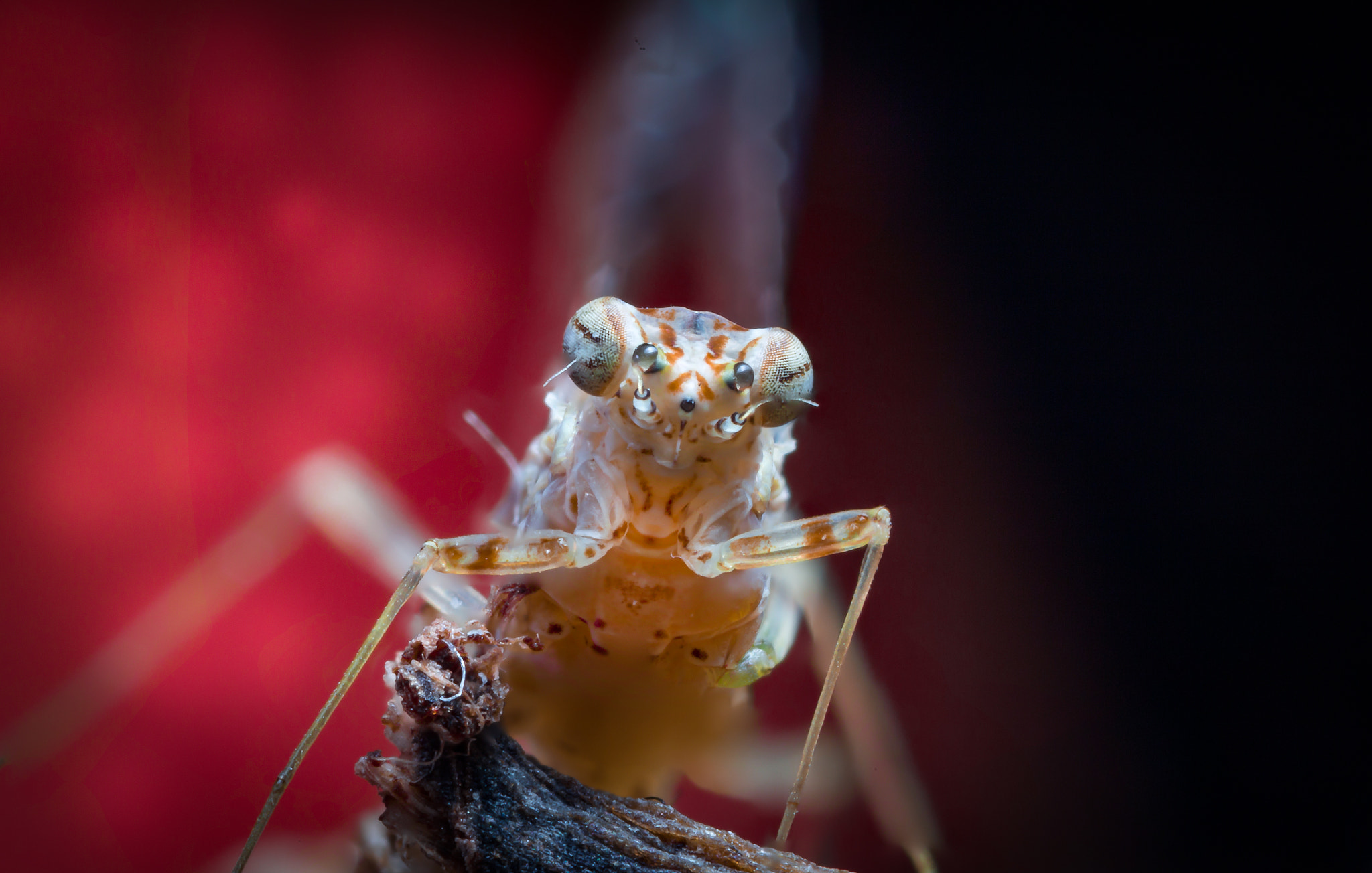 Canon MP-E 65mm F2.5 1-5x Macro Photo sample photo. Fly photography