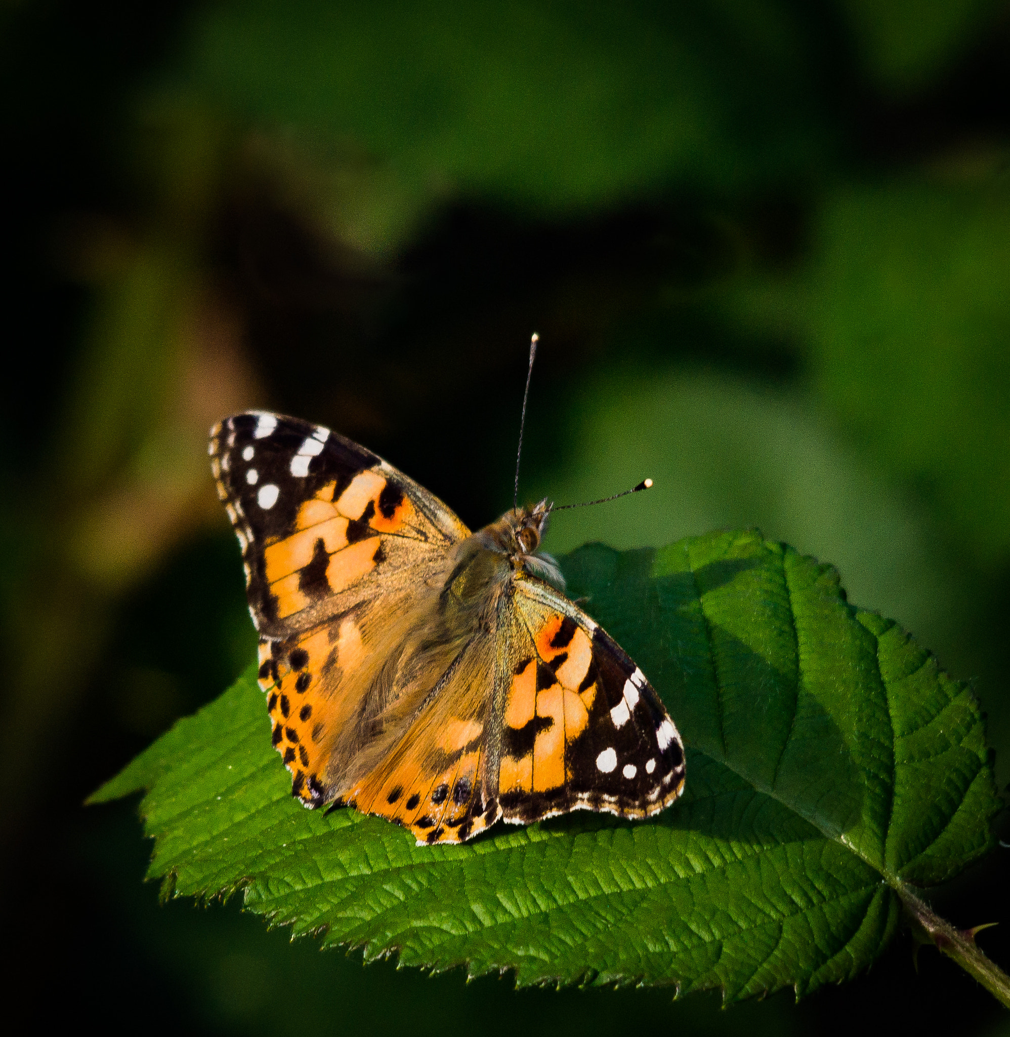 Sigma 150-500mm F5-6.3 DG OS HSM sample photo. Diestelfalter photography